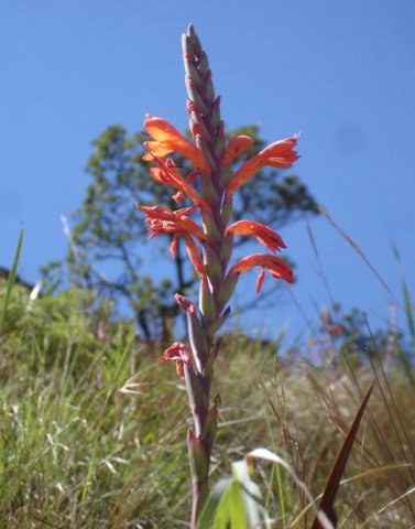 Watsonia pillansii